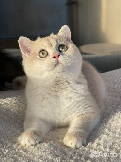 Британские шиншилы