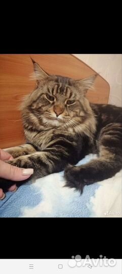 Котята мейн-кун