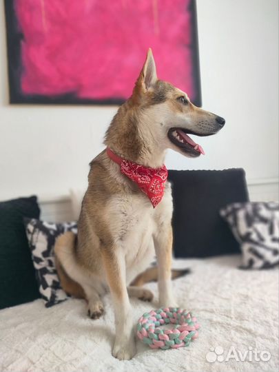 Щенок в добрые руки