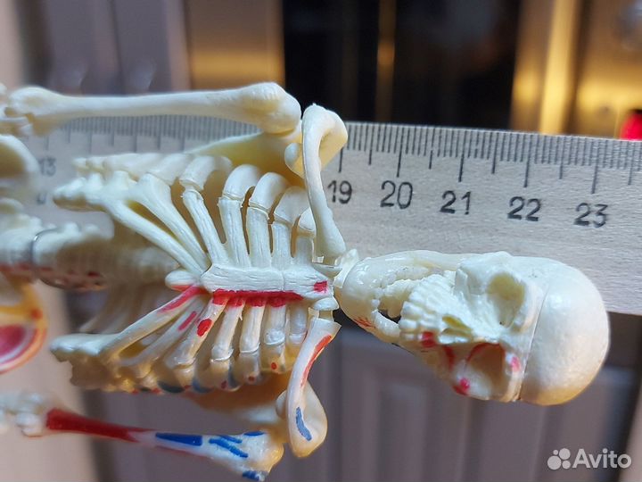 Маке скелета человека