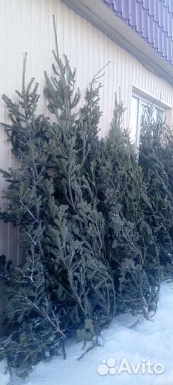 Пихта новогодняя