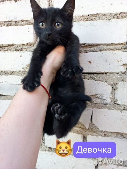 Кошки