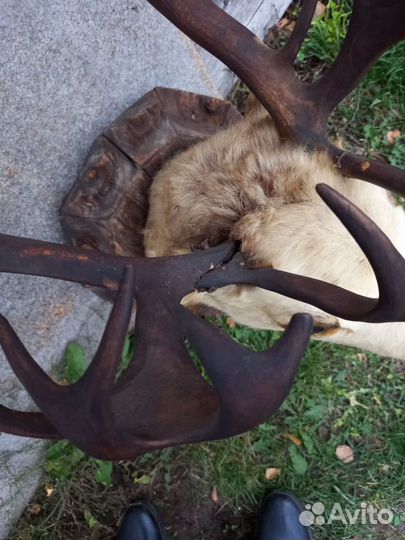 Голова оленя с рогами