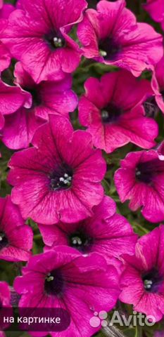 Черенки вегетативной петунии