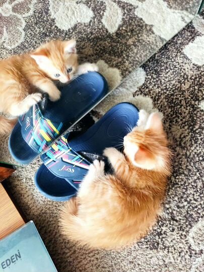 Кошки бесплатно