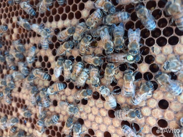 Продажа маток Бакфаст, Карника