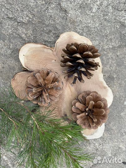 Шишки для творчества и декора