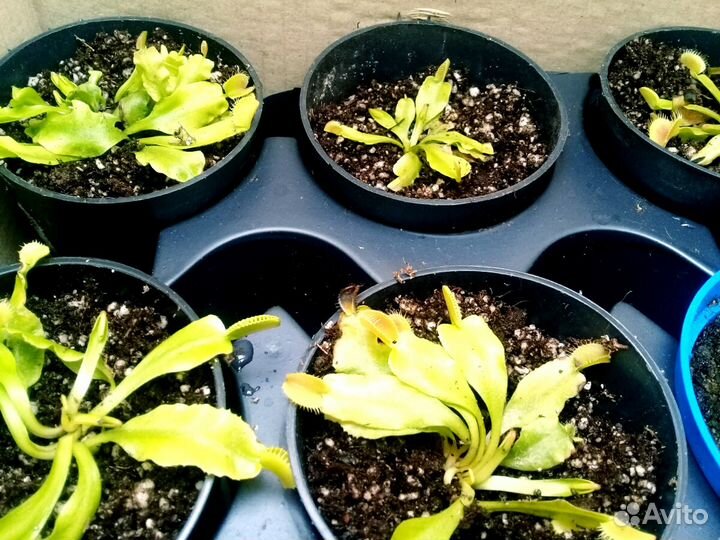 Венерина мухоловка (росточки)