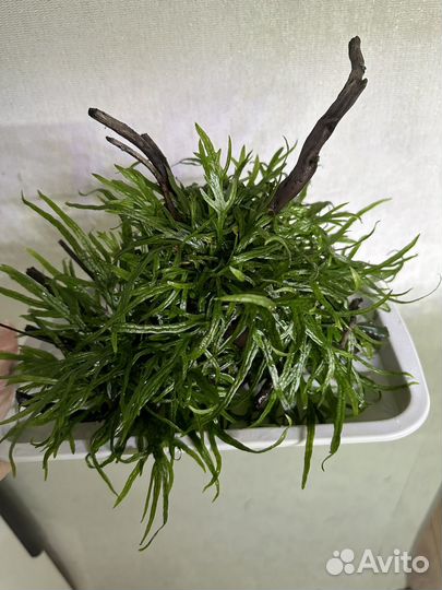 Коряги с папоротником