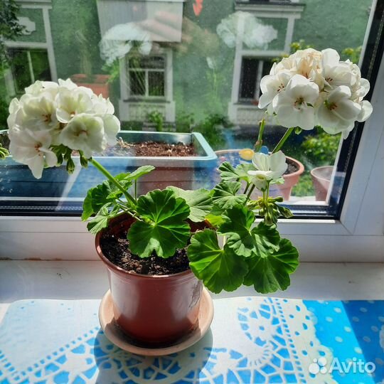 Герань пеларгония белая