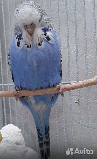 Выставочный волнистый попугай чех