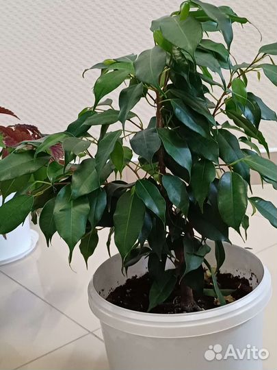 Фикус бенджамина