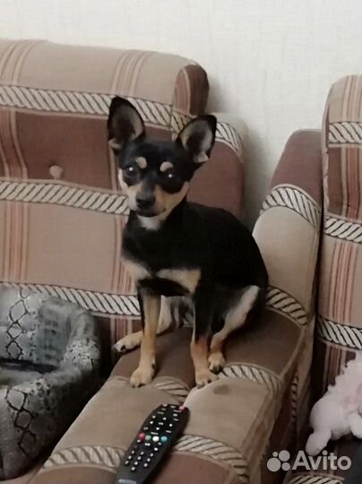 Той-терьер вязка