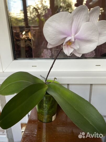 Орхидея фаленопсис
