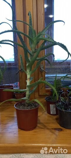 Алое столетник