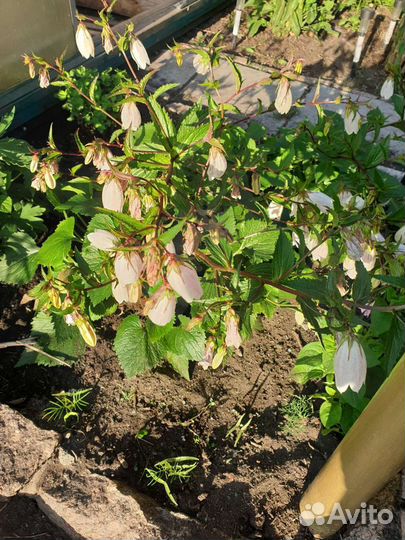 Колокольчик многолетники