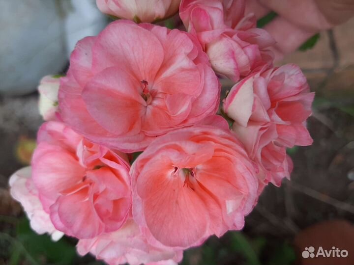 Сортовые пеларгонии