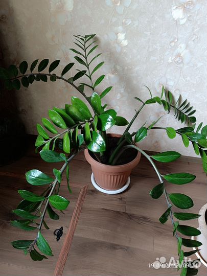 Замиокулькас