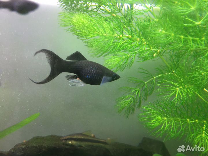 Молинезии черные