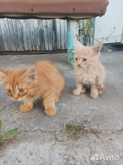 Хвостики ищут спасения