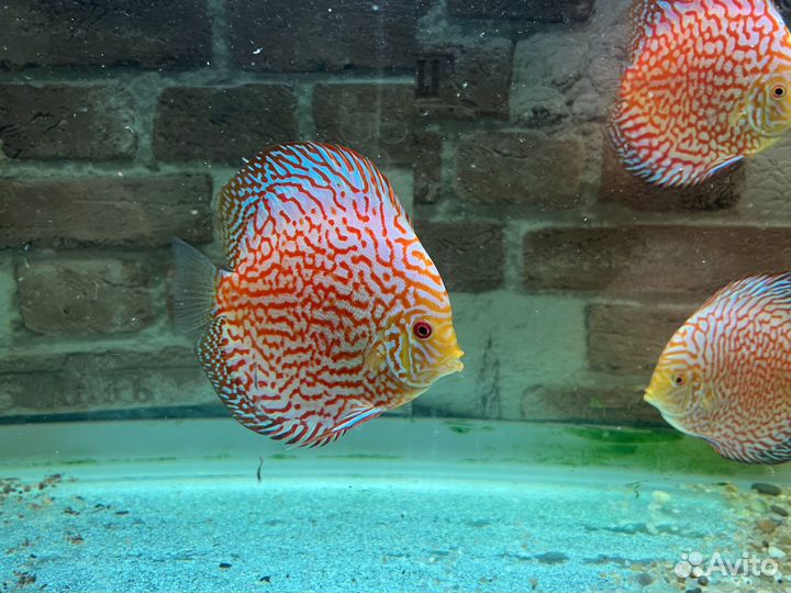 Продам дискусов