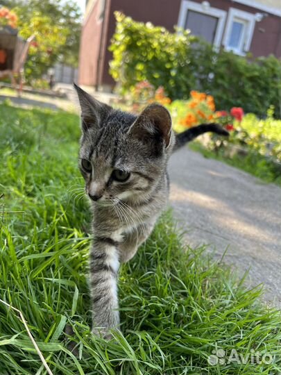 Кошечка ищет новых хозяев с добрым сердцем