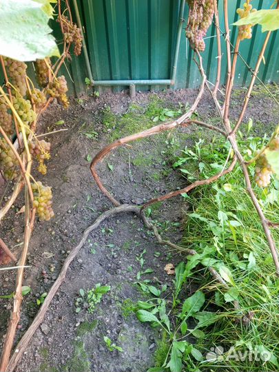 Виноград кусты