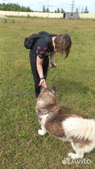 Дрессировка и воспитание собак