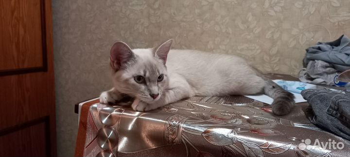 Котята бесплатно