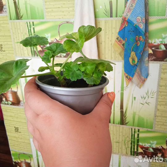 Пеларгония герань