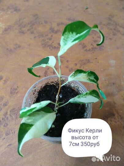 Фикус Керли