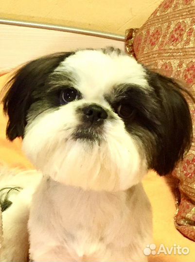 Вязка Шитцу