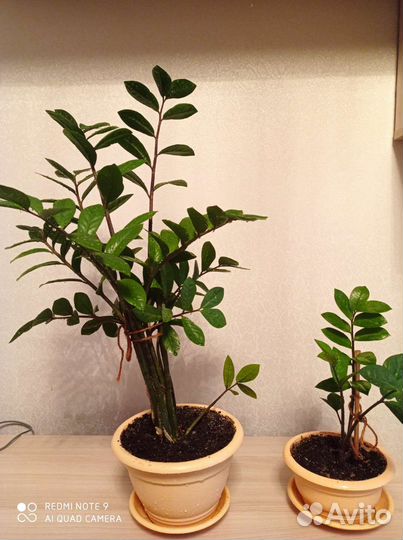 Замиокулькас