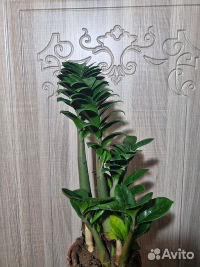 Замиокулькас зензи