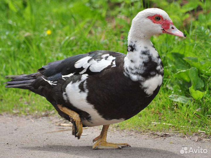 Продаются индоутки