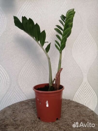 Замиокулькас