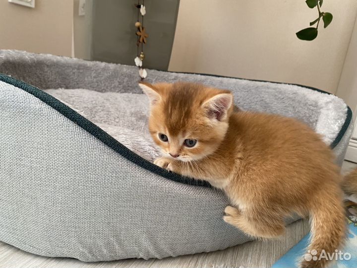 Котята золотая шиншилла