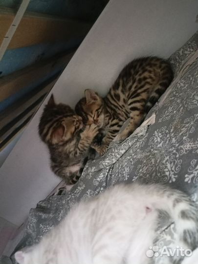 Бенгальские котята