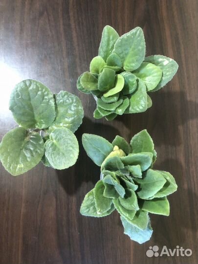 Фиалки листья