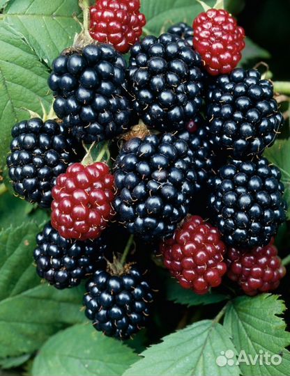 Кустарники плодовые