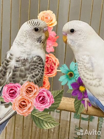 Волнистый попугай, какарик, зебровые амадины