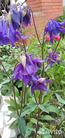 Анемона, аквилегия(водосбор)