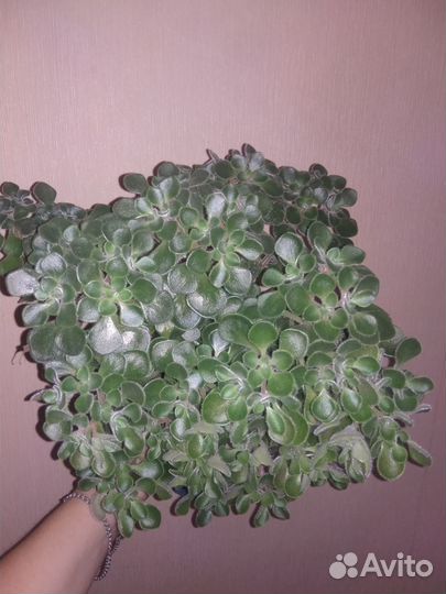 Аихризон (Дерево любви)