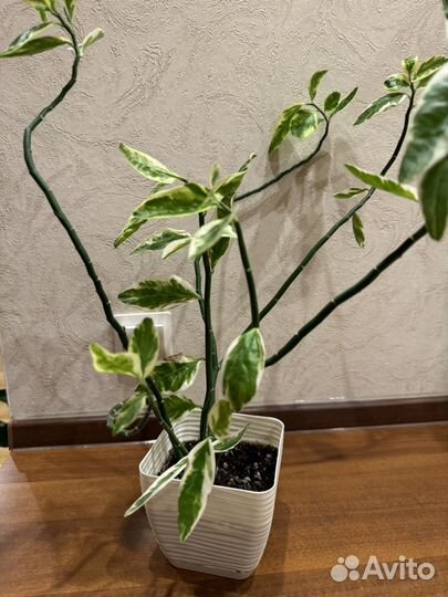 Росток педилантуса