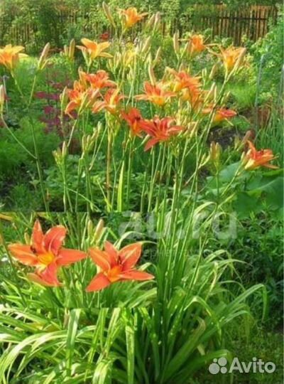 Лилейники мак садовый многолетний