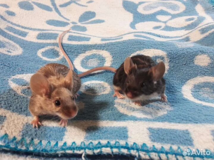 Декоративные сатиновые мышки