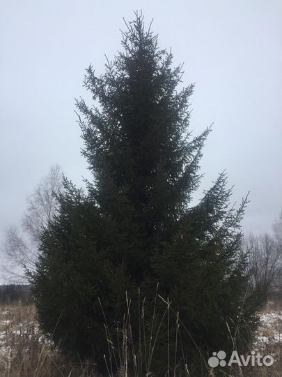 Оптовые продажи саженцев И крупномеров