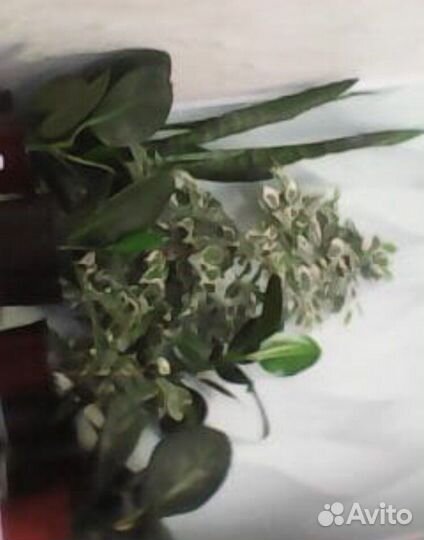 Комнатные цветы