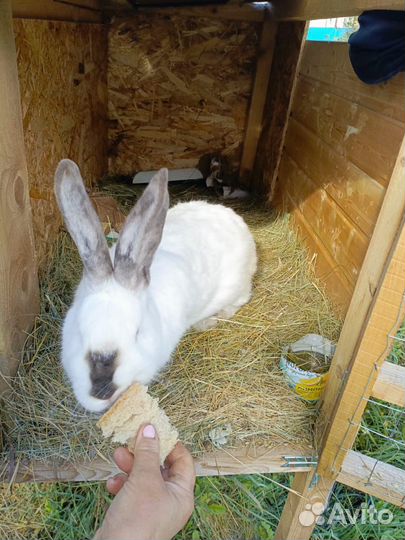 Кролики Фландер