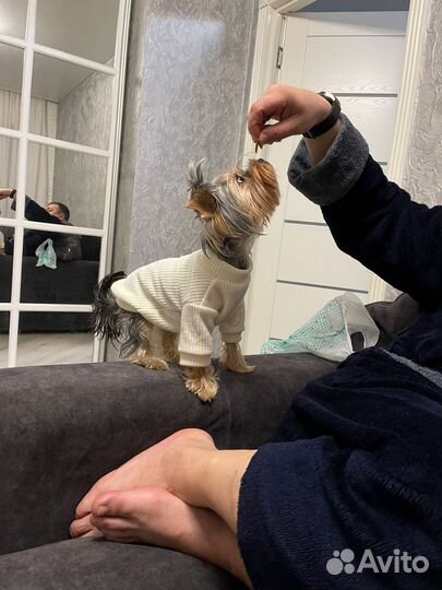 Одежда для маленьких пород собак, шью на заказ